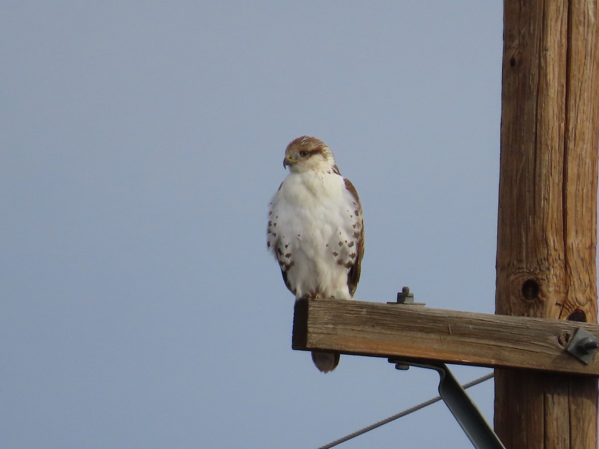 Ferruginous Hawk - ML646007568
