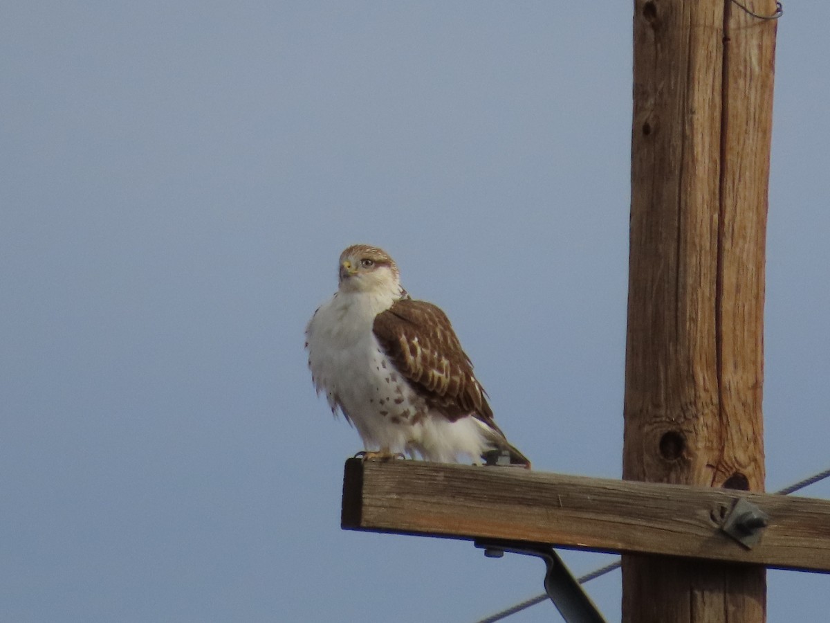 Ferruginous Hawk - ML646007569