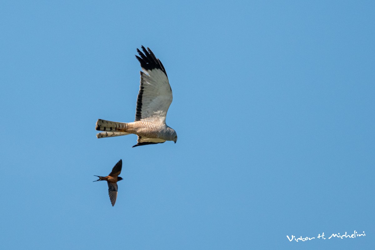 Cinereous Harrier - ML646007573
