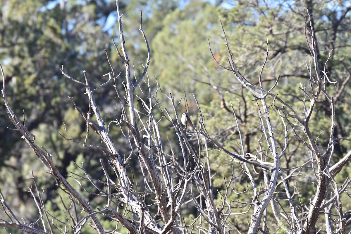 White-crowned Sparrow (Gambel's) - ML646007575