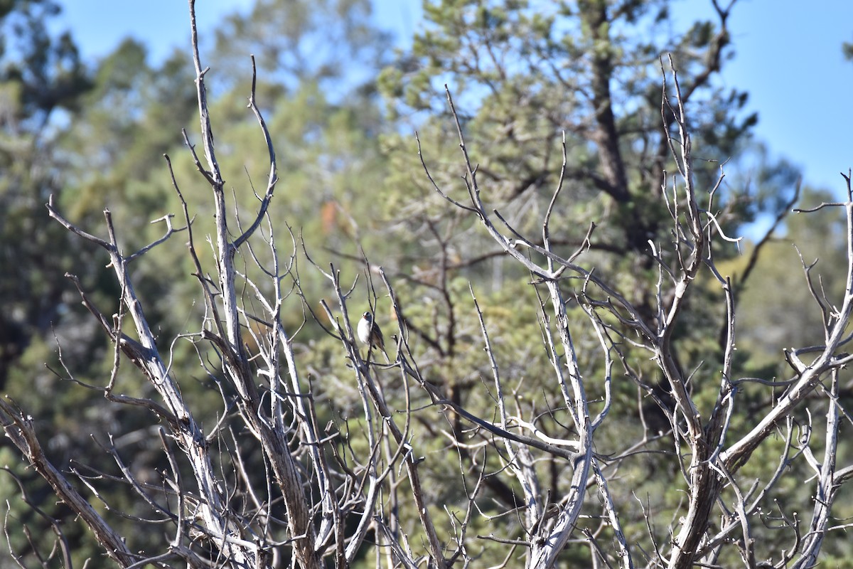 White-crowned Sparrow (Gambel's) - ML646007576
