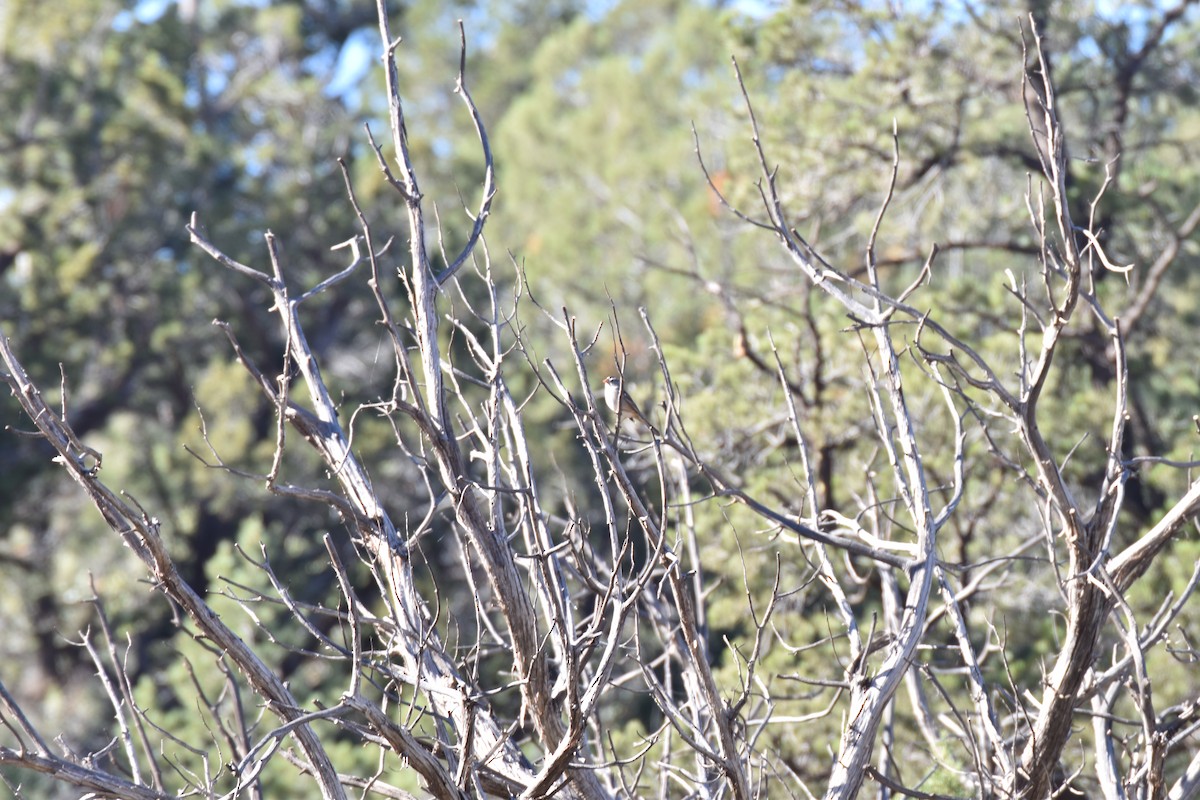 White-crowned Sparrow (Gambel's) - ML646007577