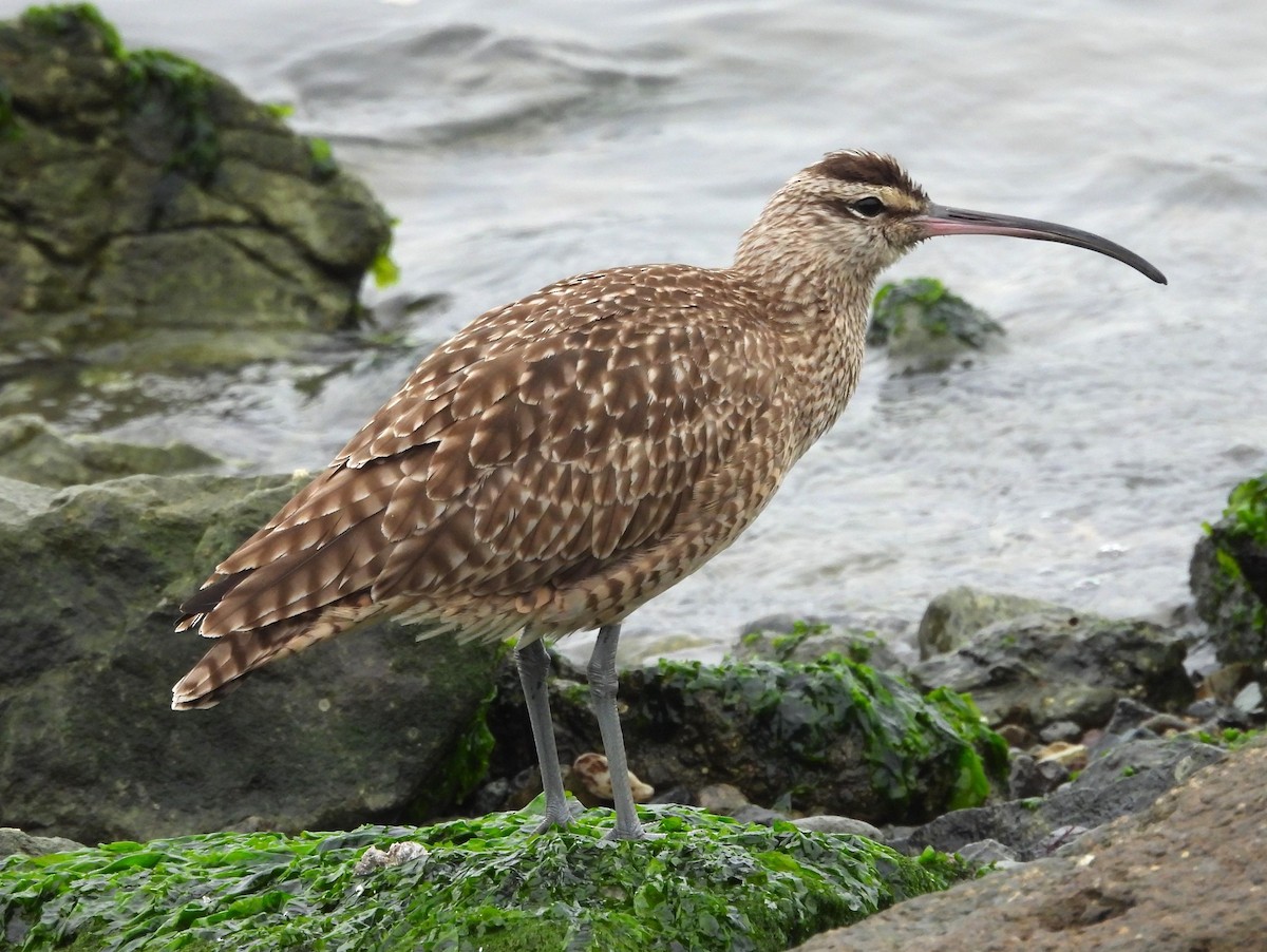 Hudsonian Whimbrel - ML646007581