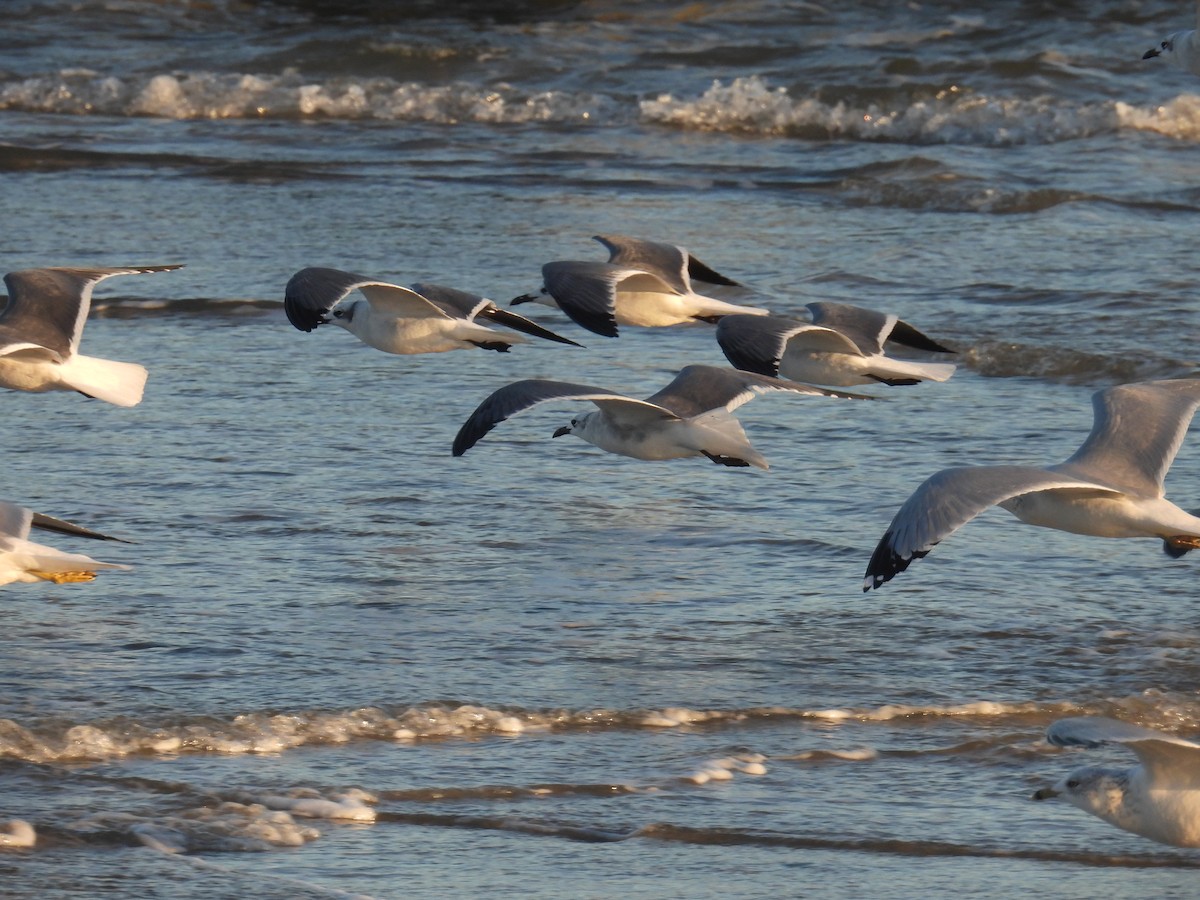 Ацтекская чайка - ML646007582