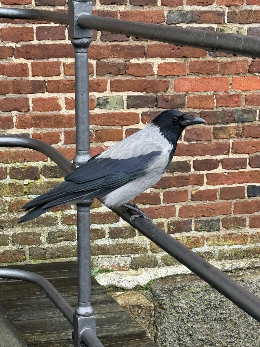 Hooded Crow - ML646007583