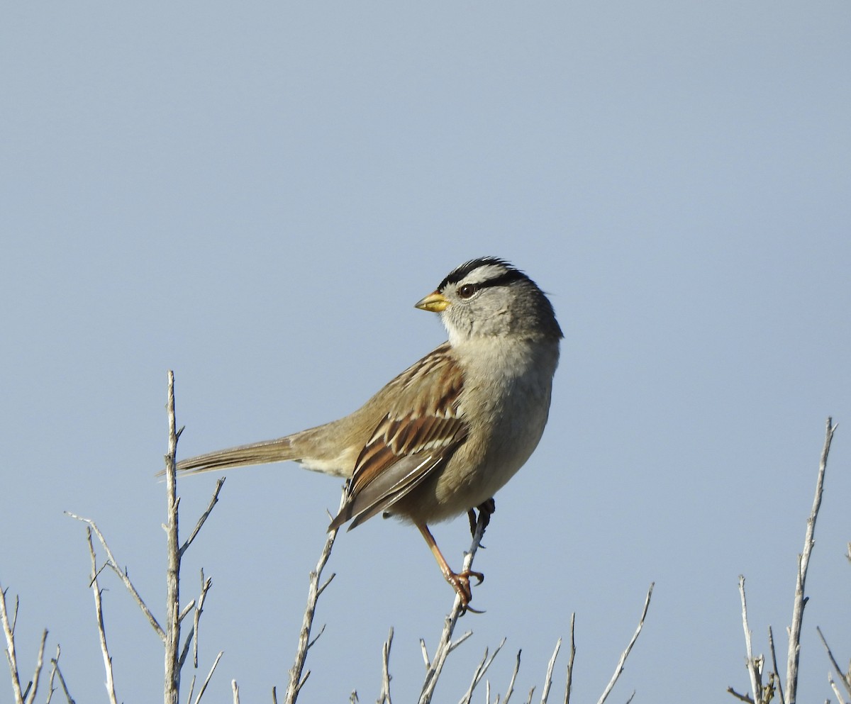White-crowned Sparrow - ML646007584