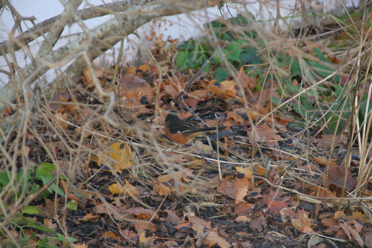 Eastern Towhee - ML646007586