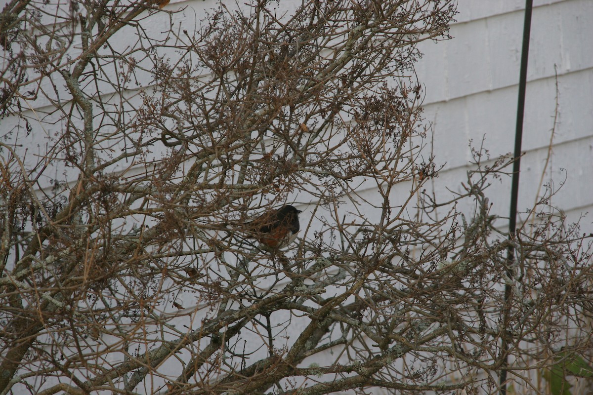 Eastern Towhee - ML646007587