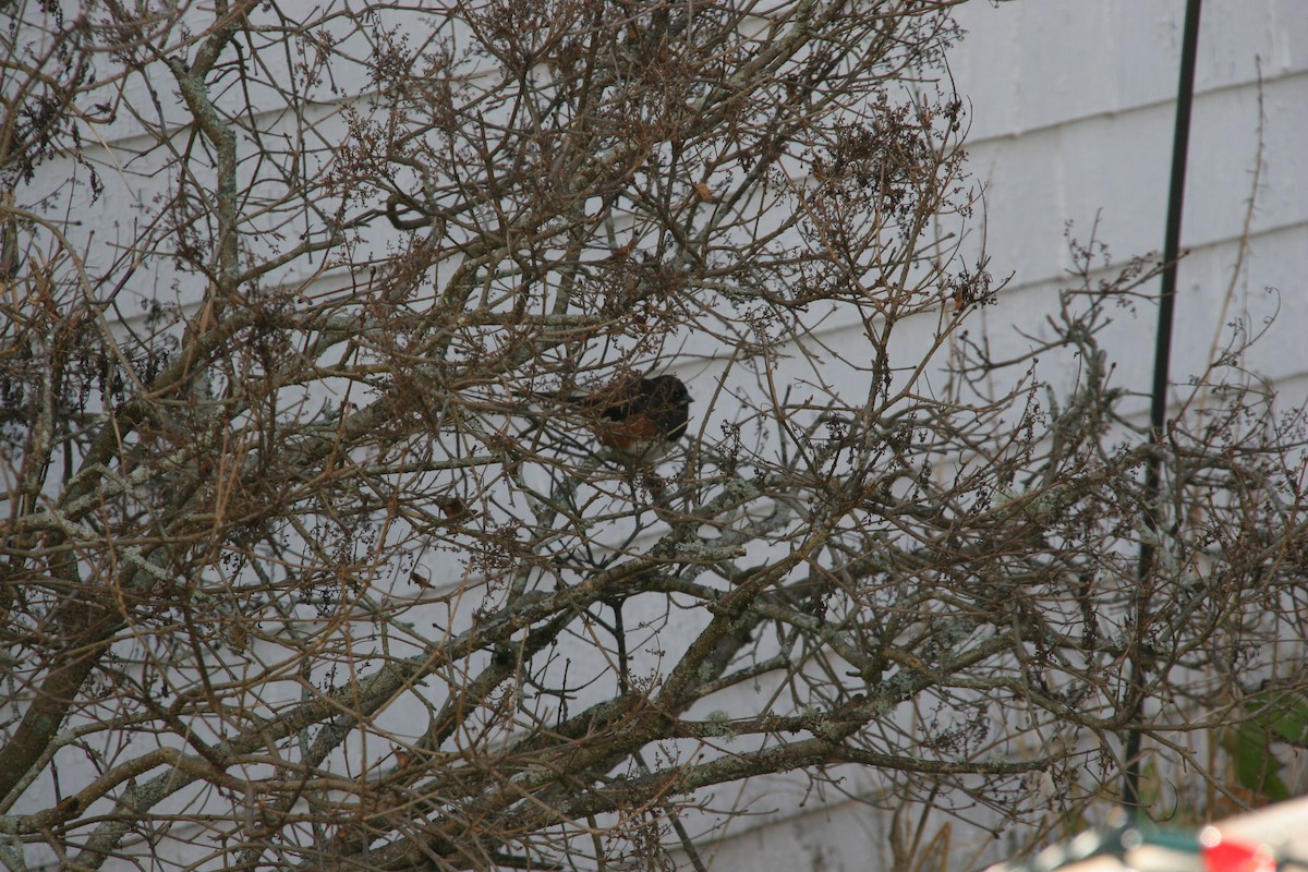 Eastern Towhee - ML646007588
