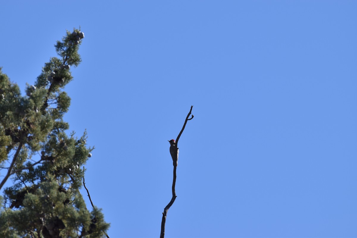 Ladder-backed Woodpecker - ML646007589