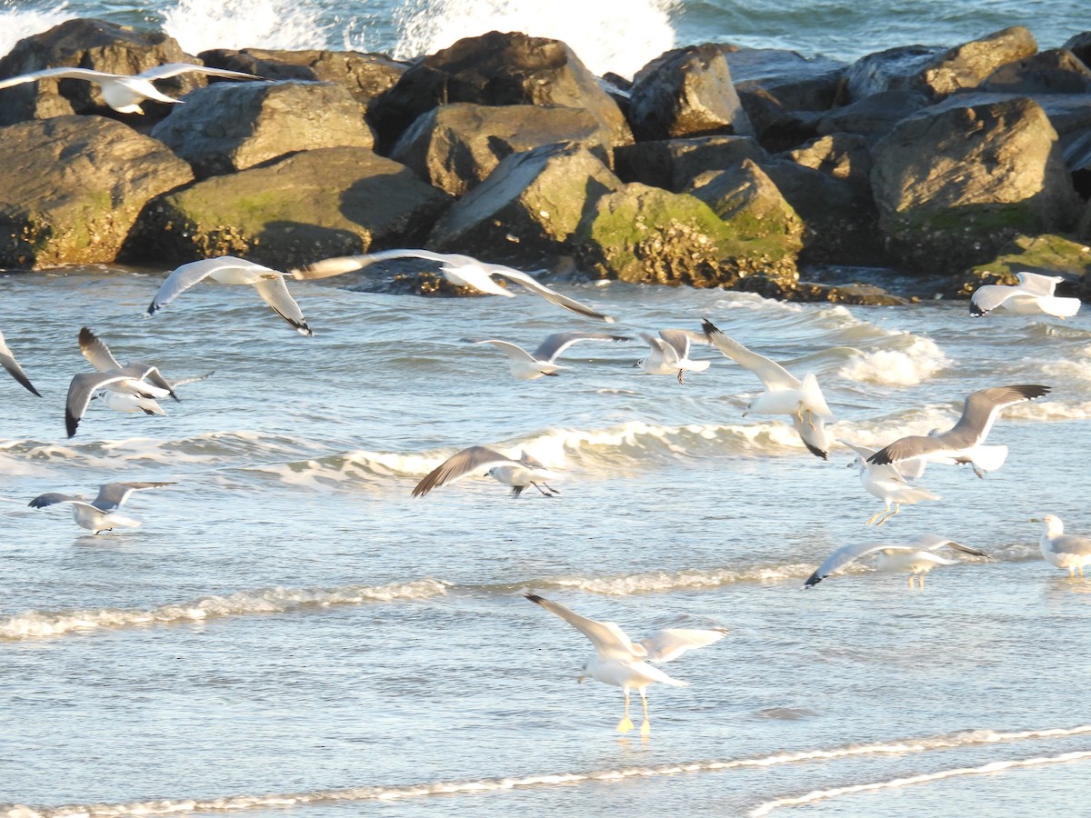 Ацтекская чайка - ML646007593