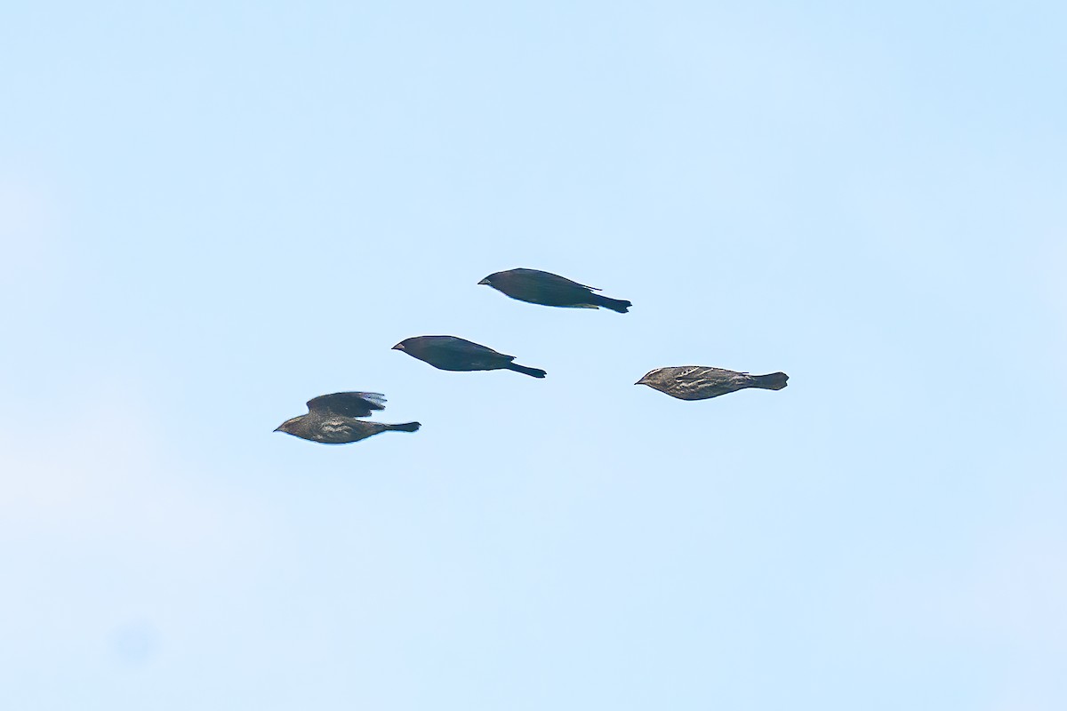 Brown-headed Cowbird - ML646007594