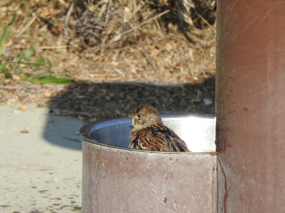 Golden-crowned Sparrow - ML646007598