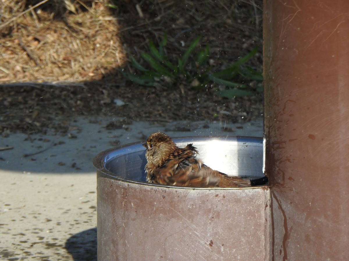 Golden-crowned Sparrow - ML646007599