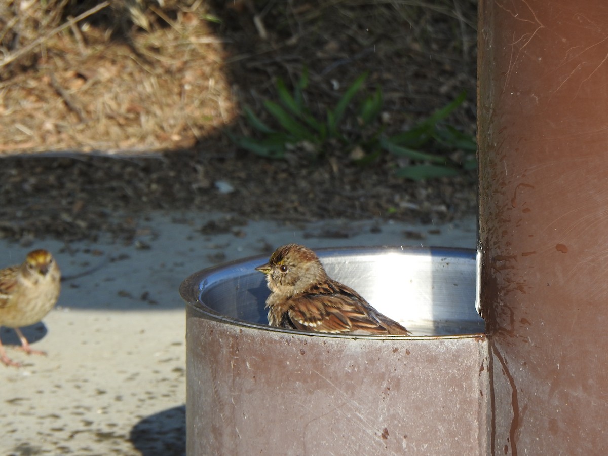 Golden-crowned Sparrow - ML646007600