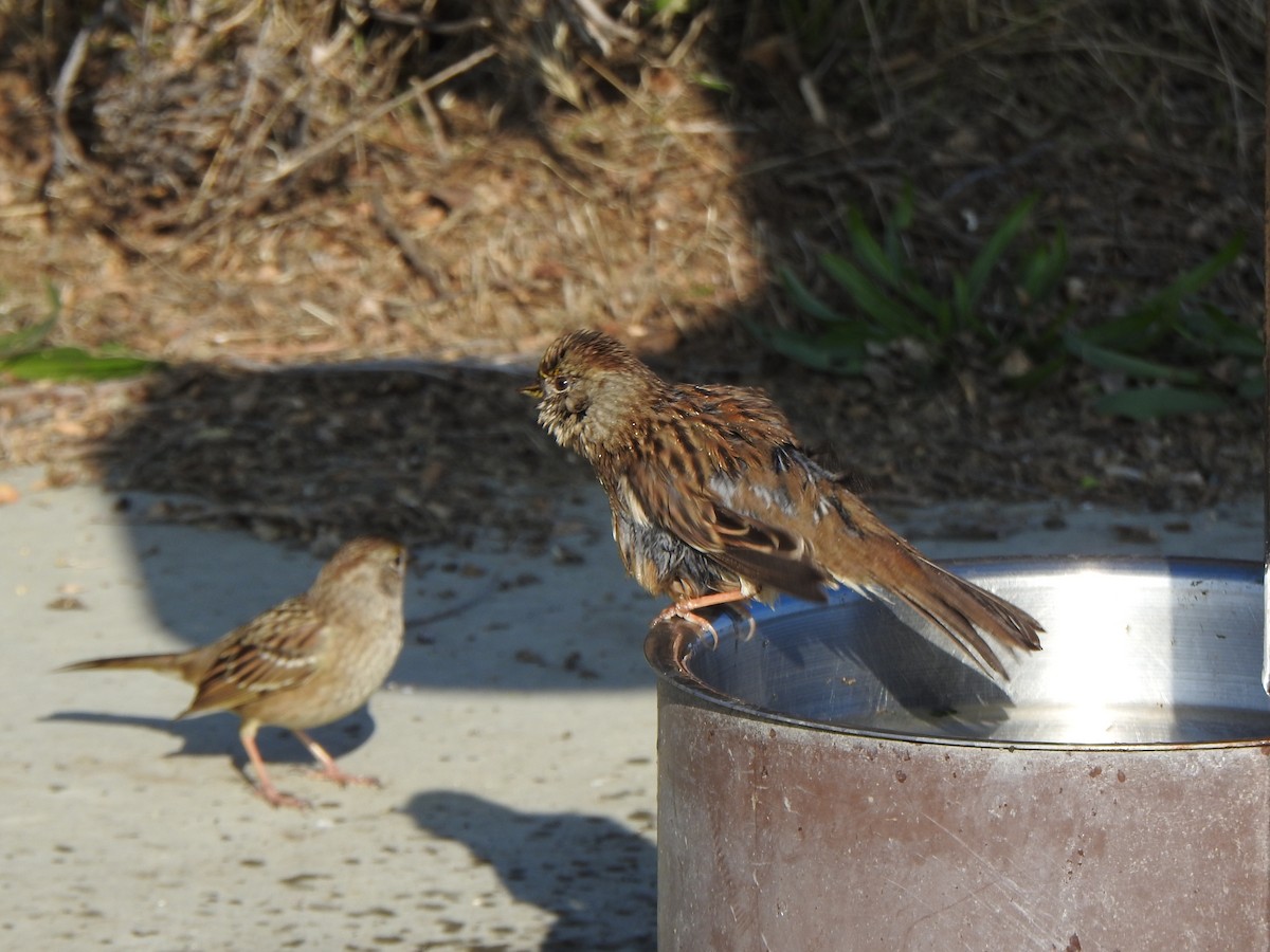 Golden-crowned Sparrow - ML646007601