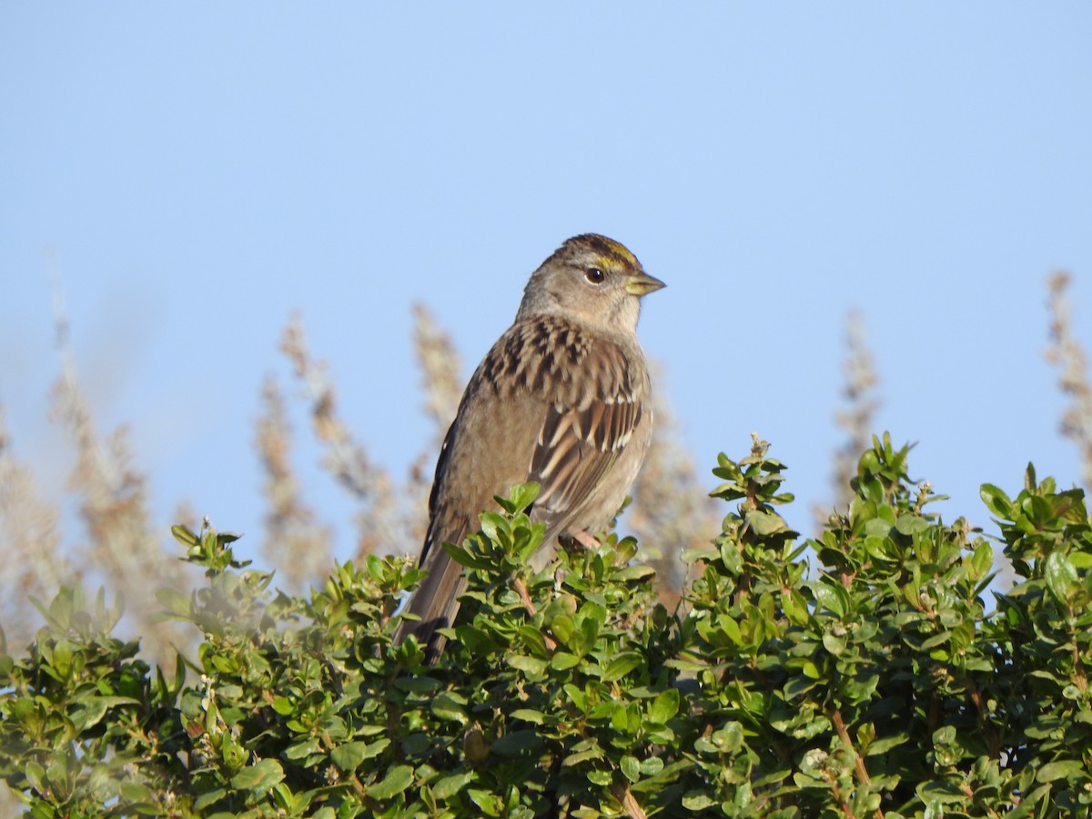Golden-crowned Sparrow - ML646007602