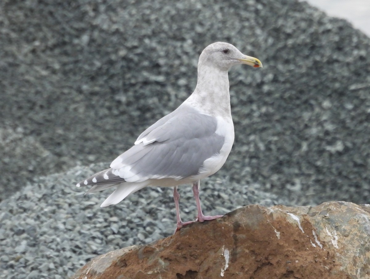 Glaucous-winged Gull - ML646007603