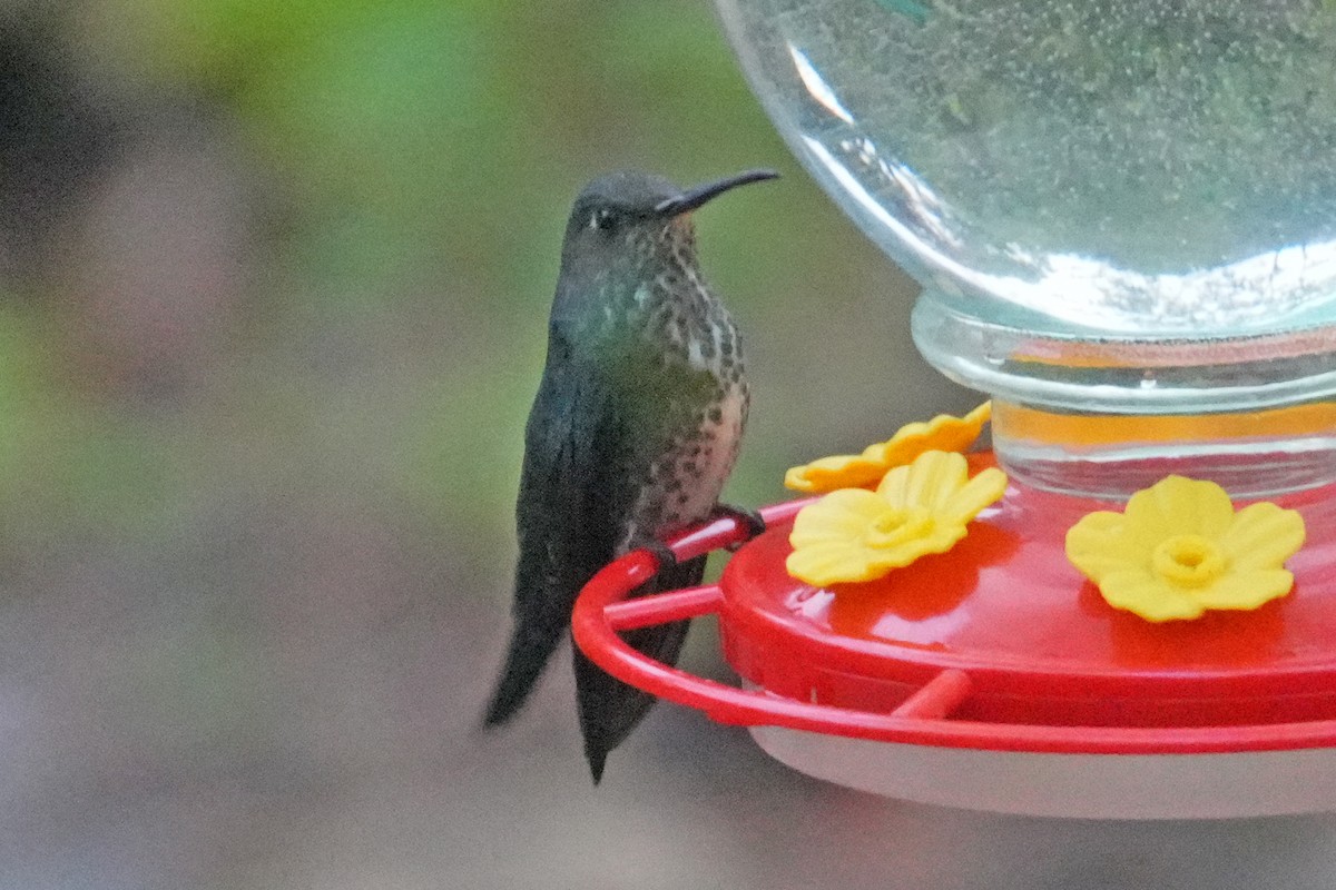 kolibřík kropenatý - ML646007609