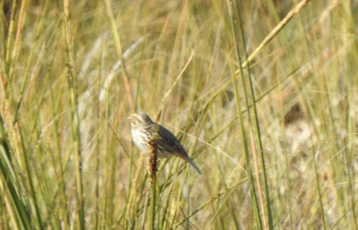 Savannah Sparrow - ML646007610