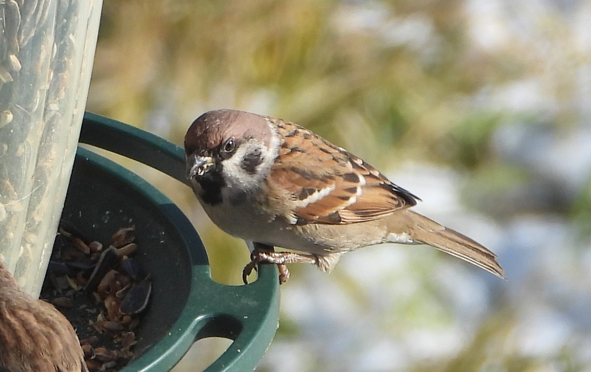 Ağaç Serçesi - ML646007611