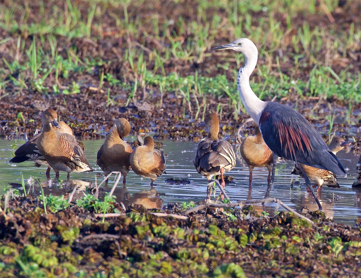 Pacific Heron - ML646007612