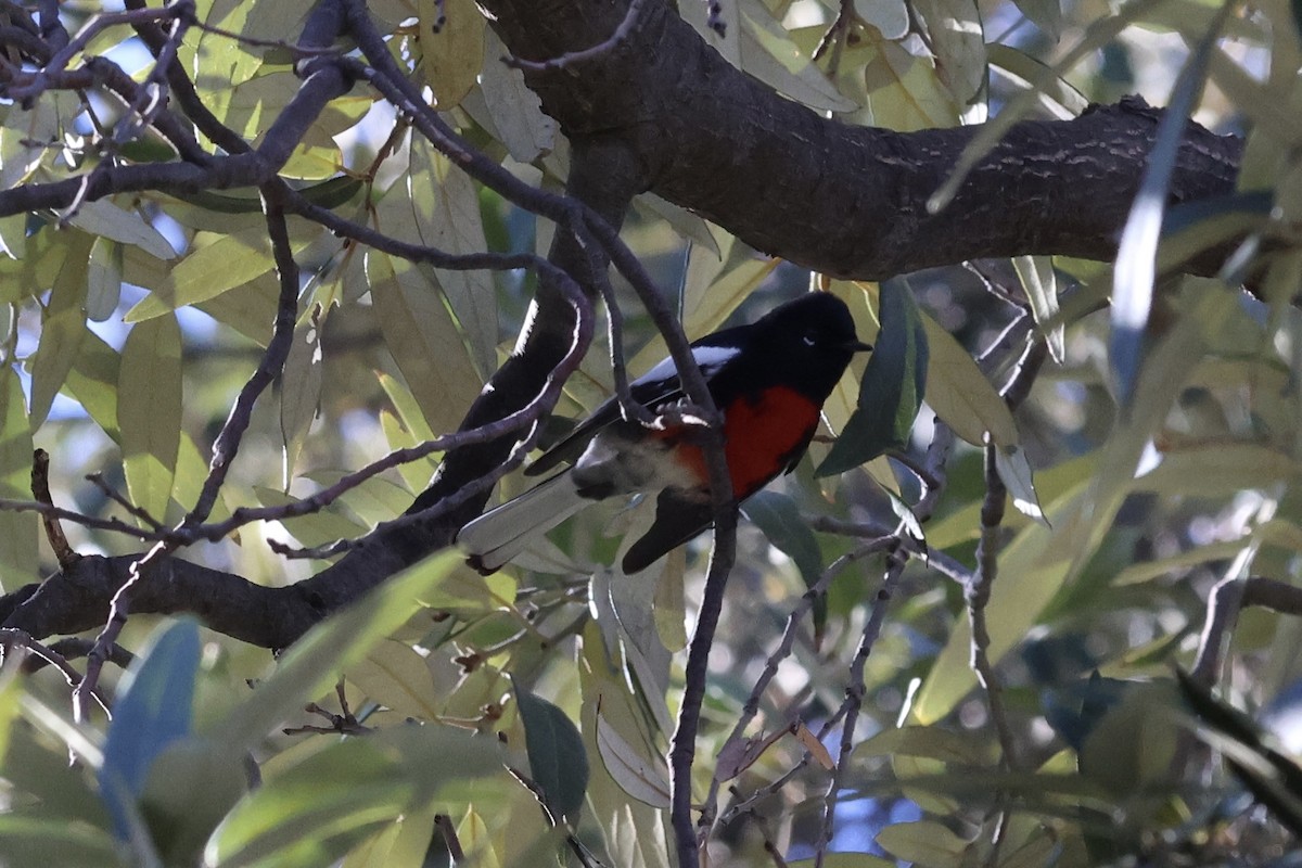 Painted Redstart - ML646007613