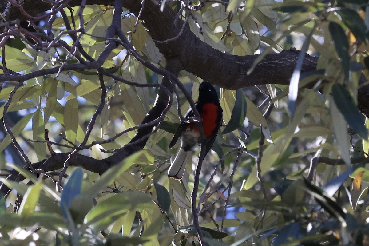 Painted Redstart - ML646007614