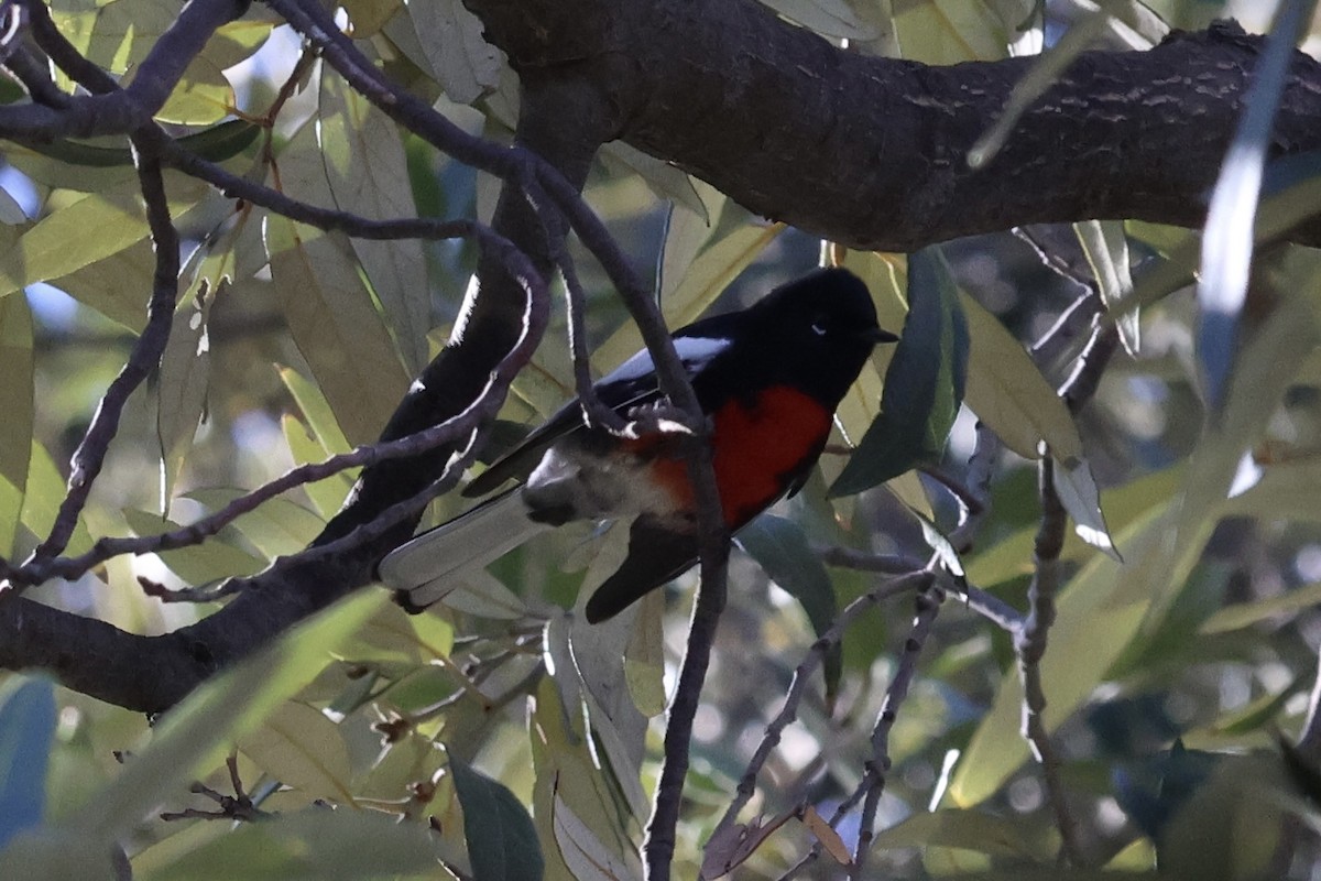 Painted Redstart - ML646007615
