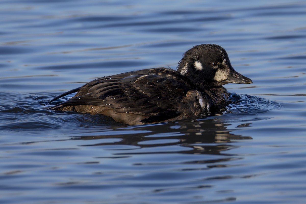 Harlequin Duck - ML646007618