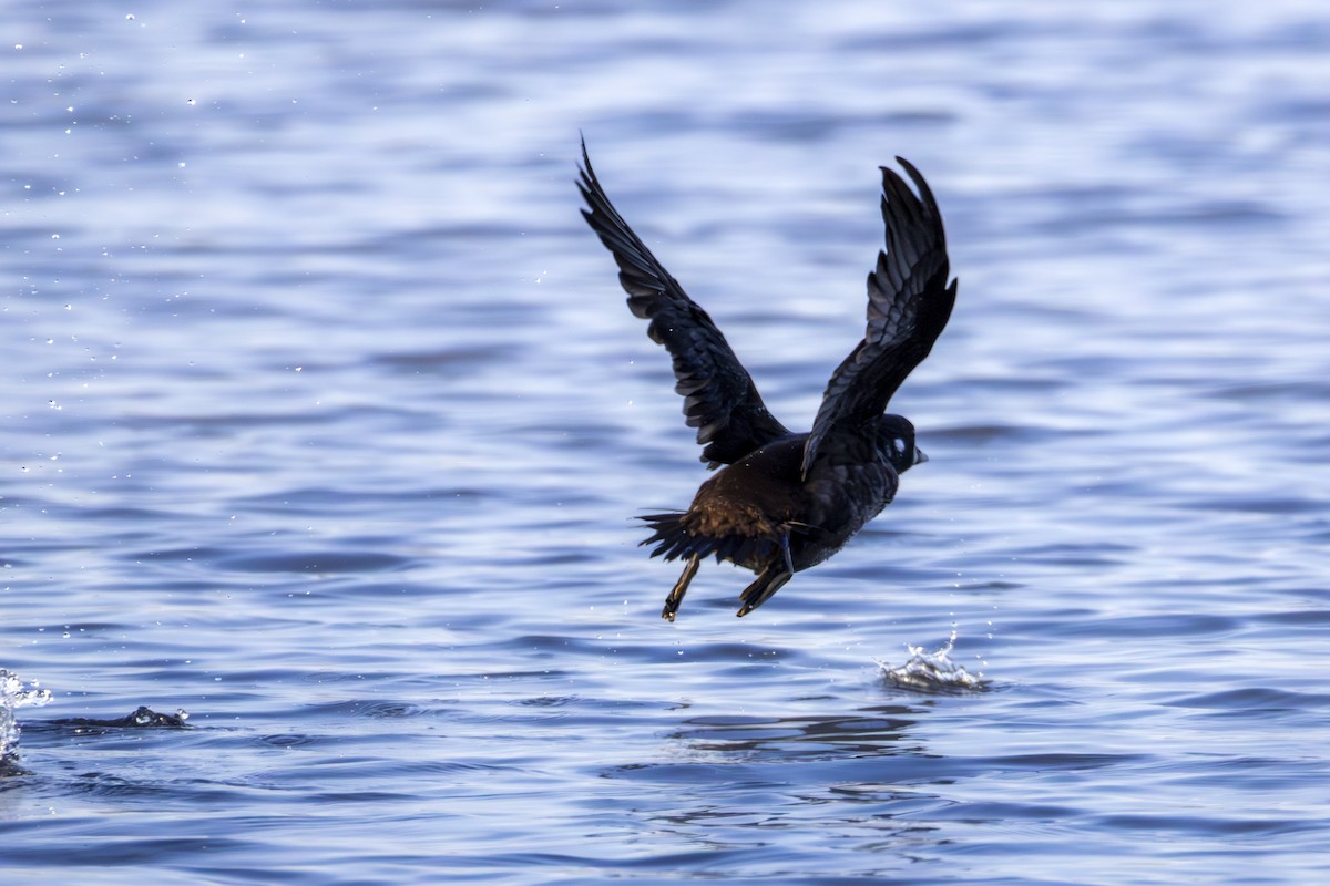 Harlequin Duck - ML646007619