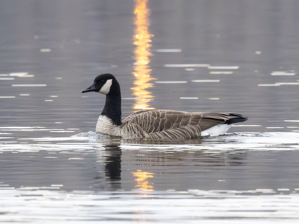 ברנטה קנדית - ML646007620