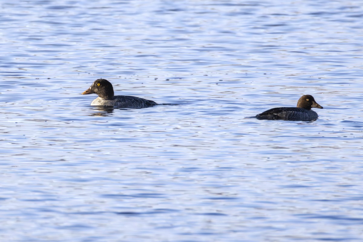 Common Goldeneye - ML646007627