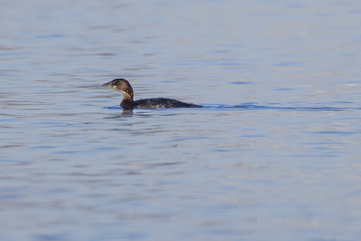 Pied-billed Grebe - ML646007635