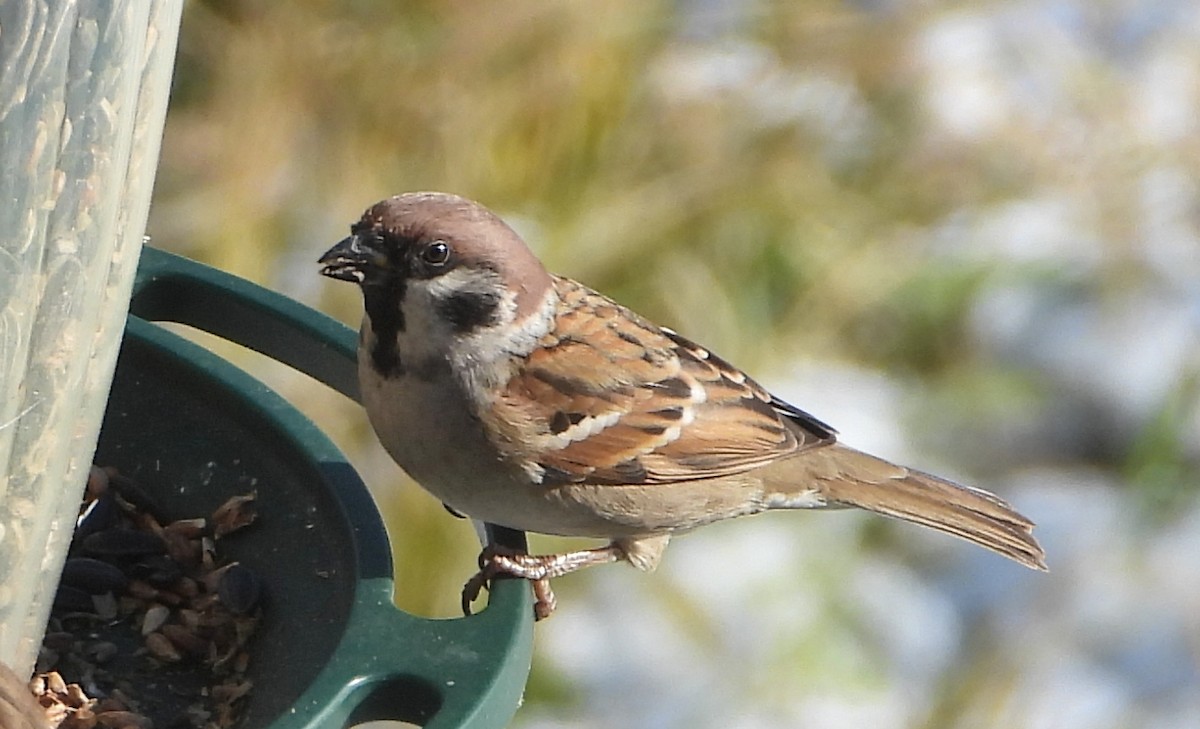 Ağaç Serçesi - ML646007640