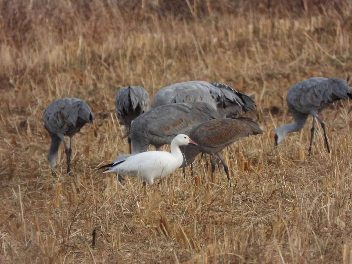 Elur-antzara - ML646007641