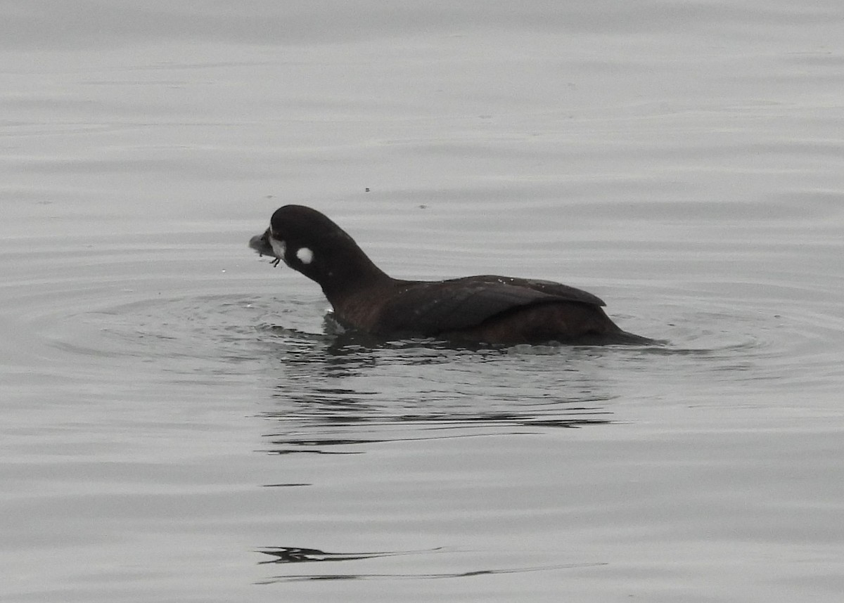 Harlequin Duck - ML646007643