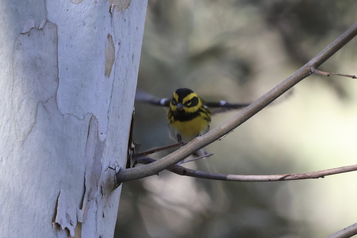Townsend's Warbler - ML646007646
