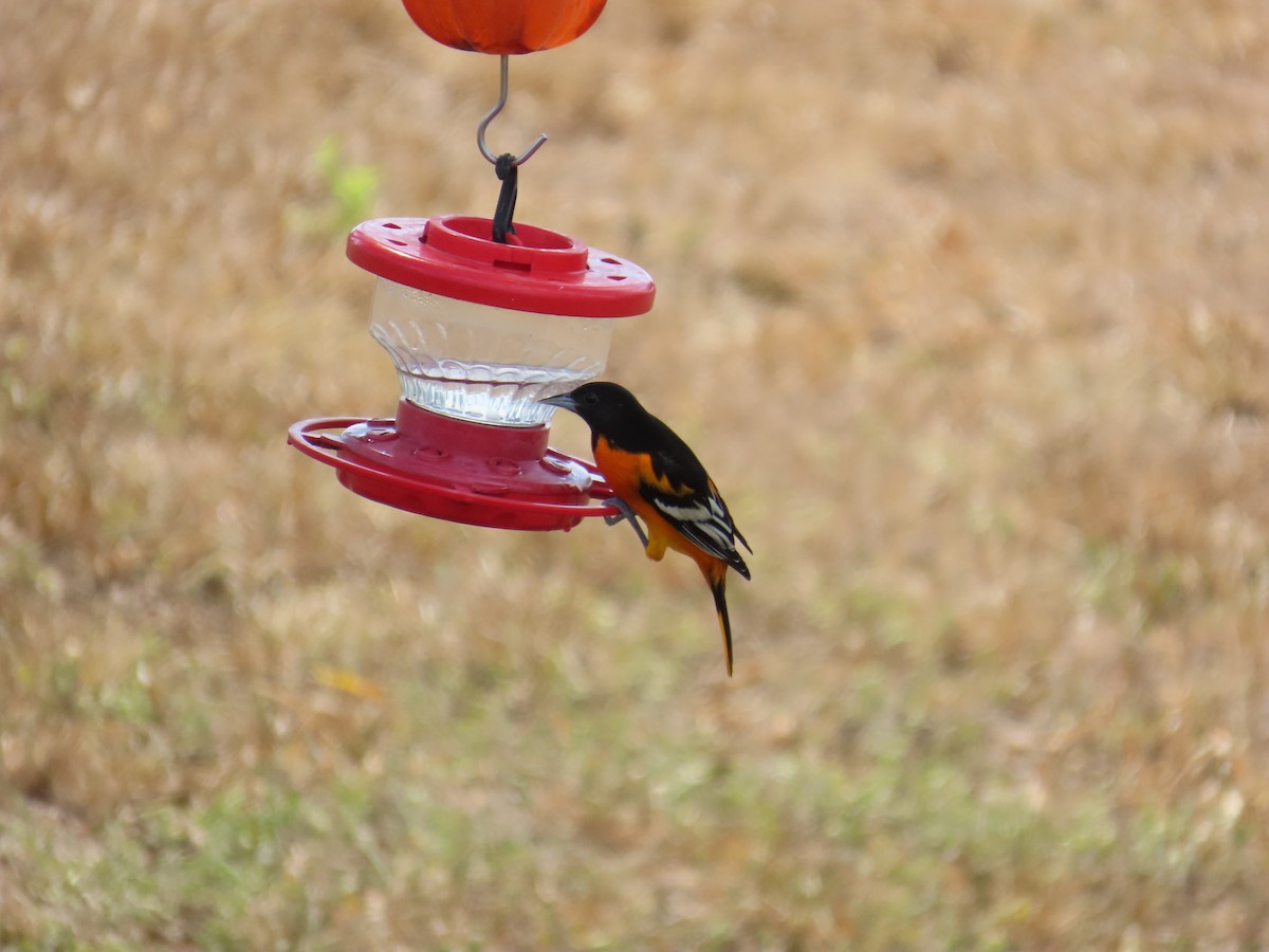 trupiál baltimorský - ML646007647