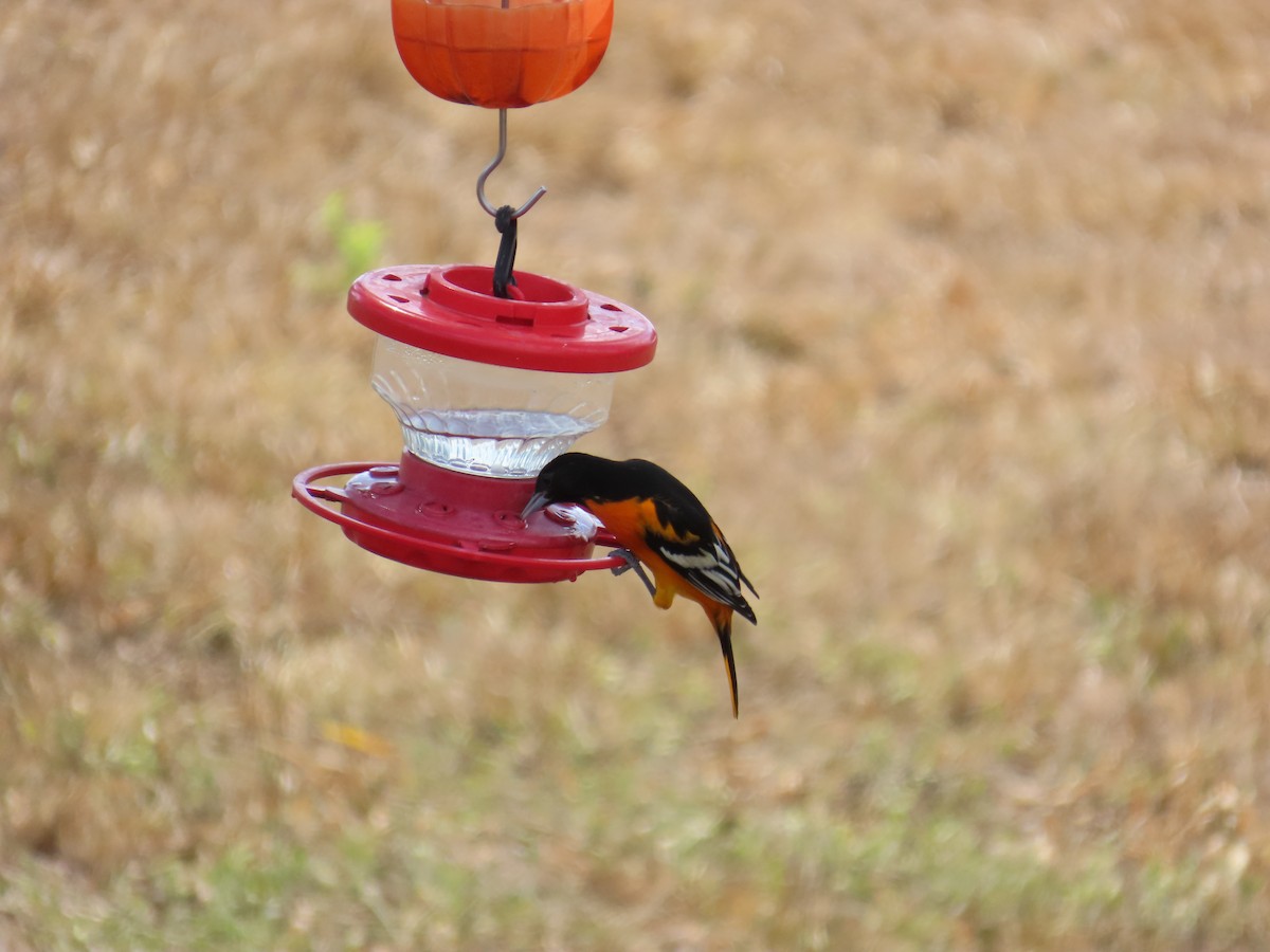 trupiál baltimorský - ML646007648