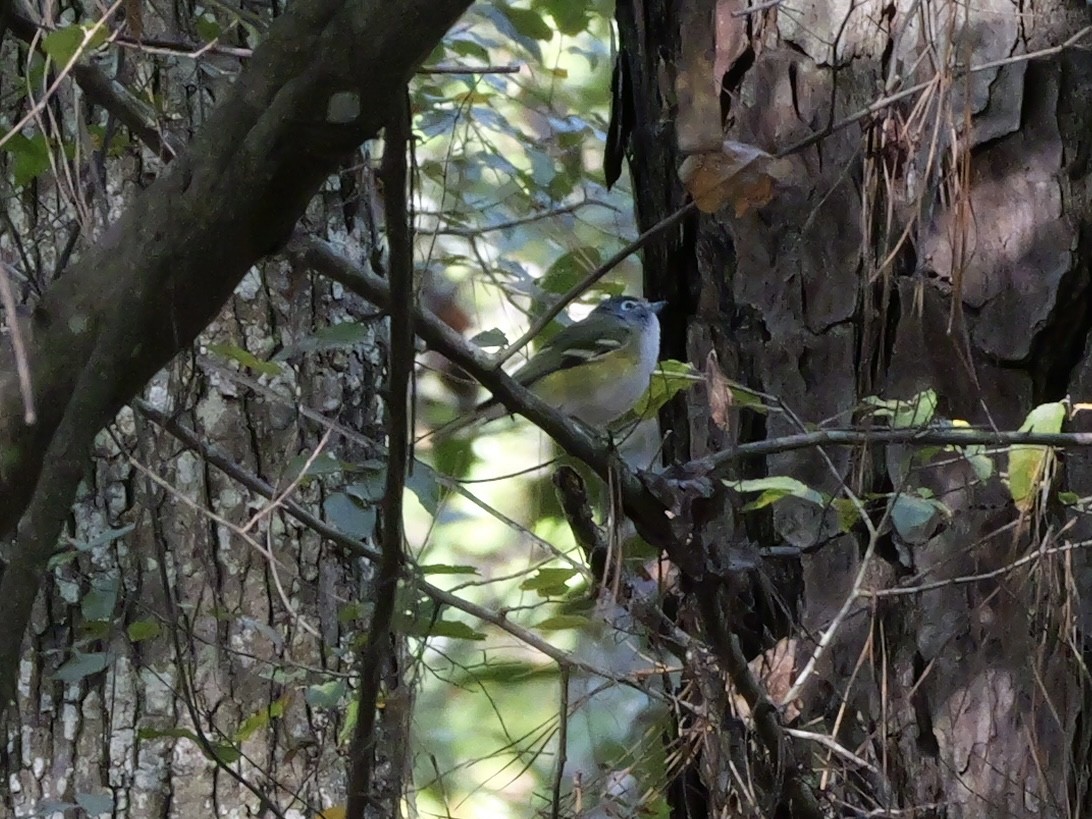 Blue-headed Vireo - ML646007649