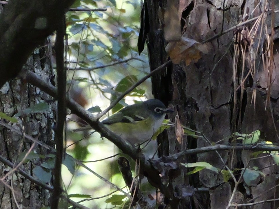 Blue-headed Vireo - ML646007650