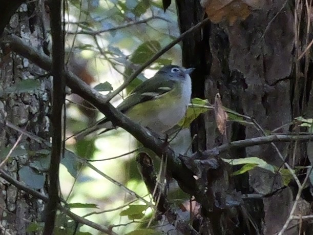 Blue-headed Vireo - ML646007652