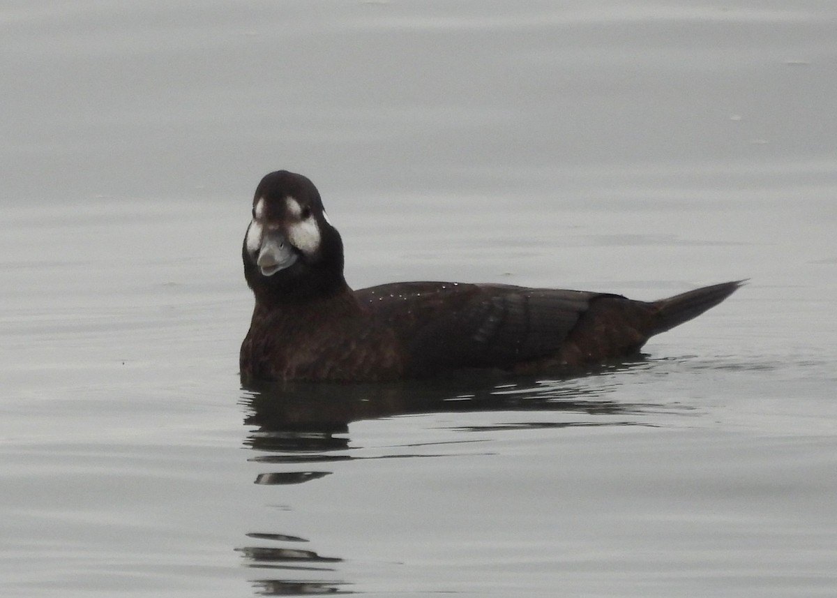 Harlequin Duck - ML646007653