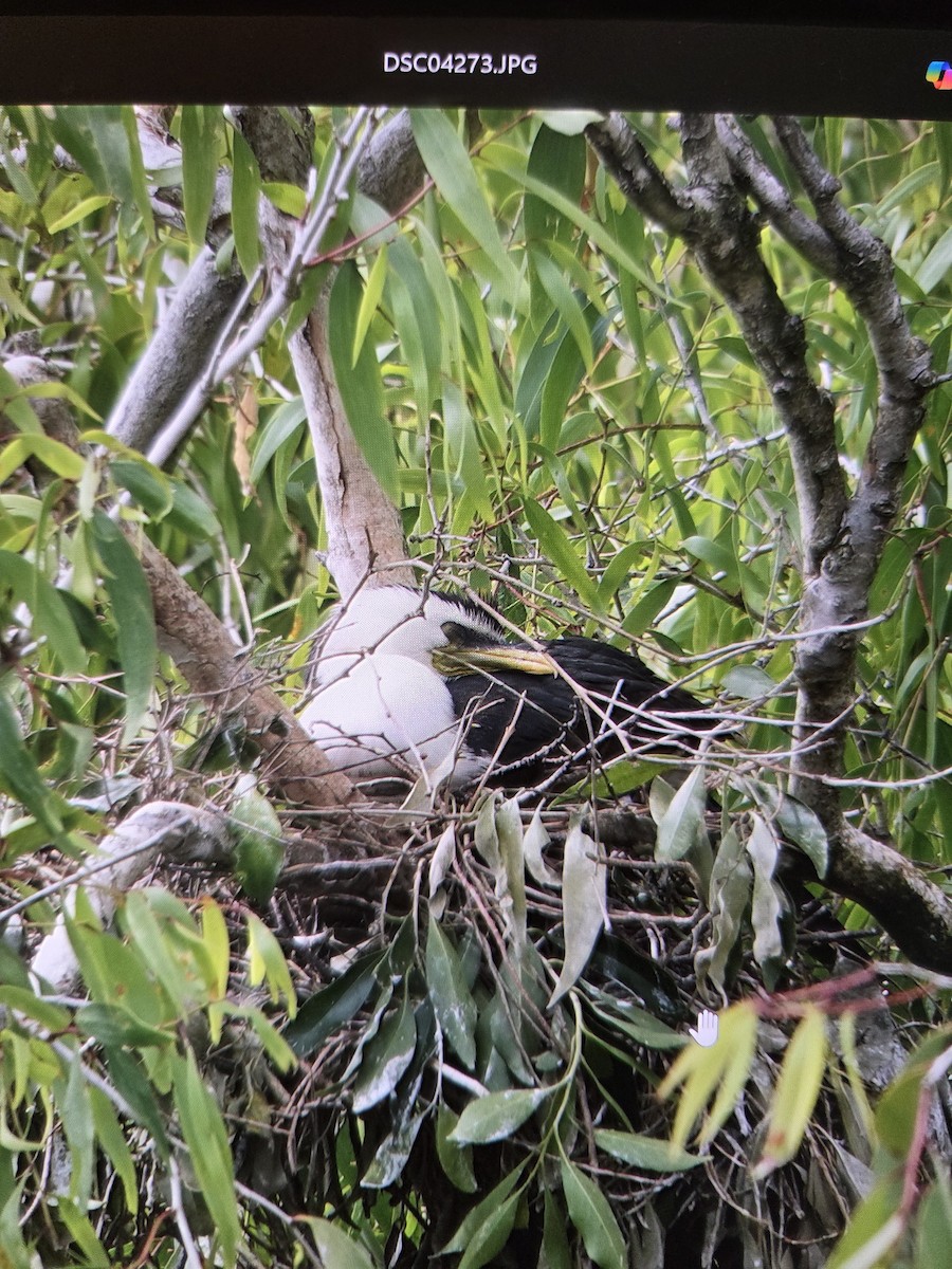Little Pied Cormorant - ML646007655