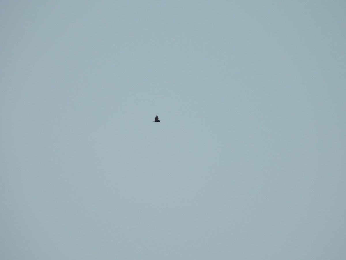 Bateleur - ML646007656