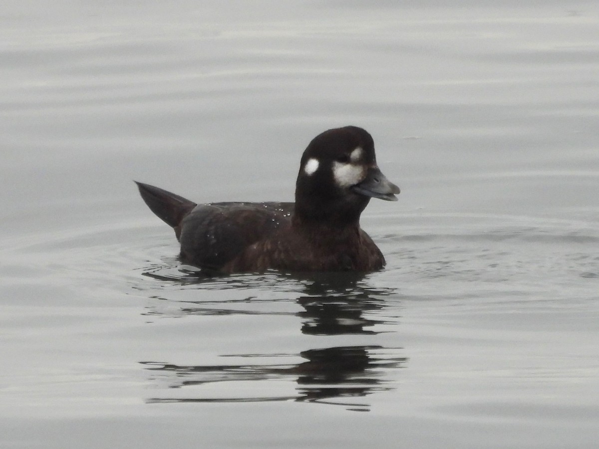 Harlequin Duck - ML646007661