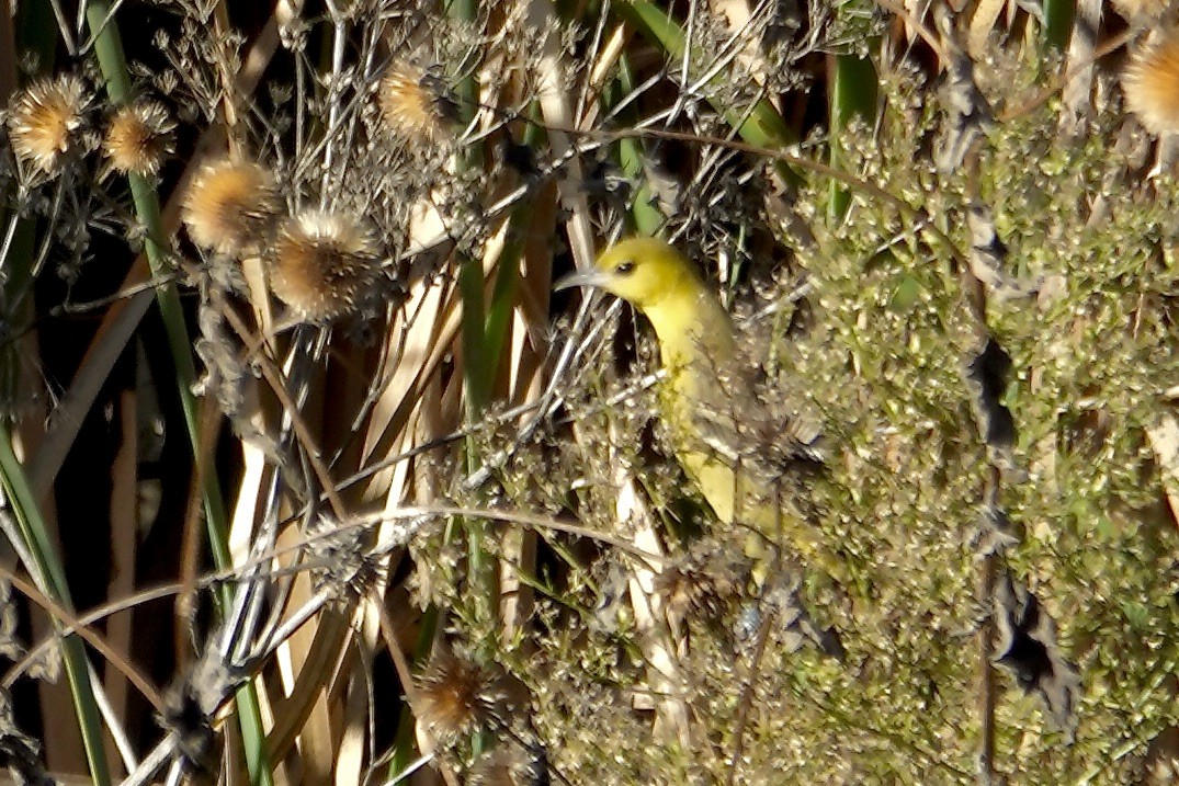Orchard Oriole - ML646007665