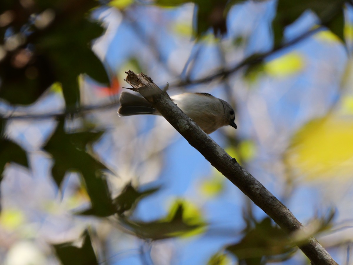 Tufted Titmouse - ML646007667