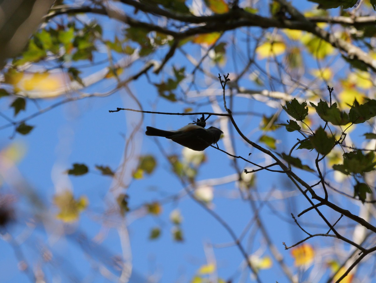 Tufted Titmouse - ML646007671